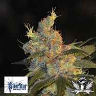 NorStar Genetics Seeds Sugar Kiss